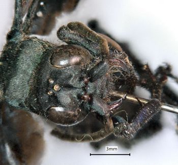 Media type: image;   Entomology 26698 Aspect: head frontal view